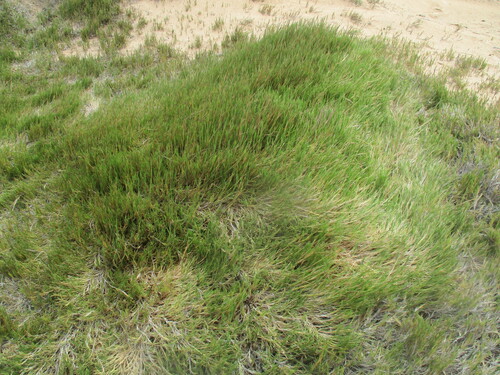 Odyssea paucinervis image
