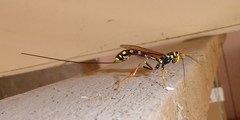 Megarhyssa nortoni