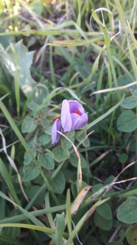 Image of Crocus longiflorus by (c) Leonardo Ancillotto, some rights reserved (CC BY)