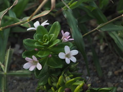 Lysimachia mauritiana