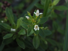 Lysimachia mauritiana