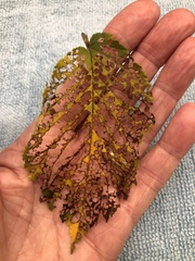 Xanthogaleruca luteola