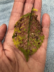 Xanthogaleruca luteola