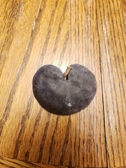 Enterolobium cyclocarpum