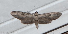 Eupithecia interruptofasciata