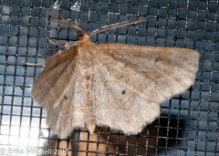 Metarranthis indeclinata