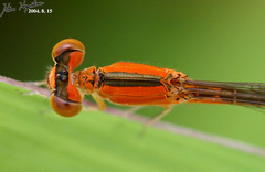 Ischnura asiatica