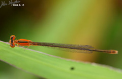 Ischnura asiatica