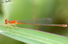 Ischnura asiatica
