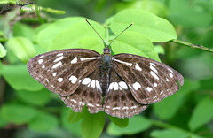Limenitis helmanni