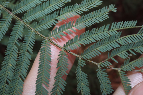 Image of Acacia parvipinnula by (c) Thomas Mesaglio, some rights reserved (CC BY)