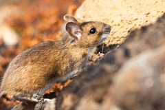 Long-Tailed Field Mouse photo 3