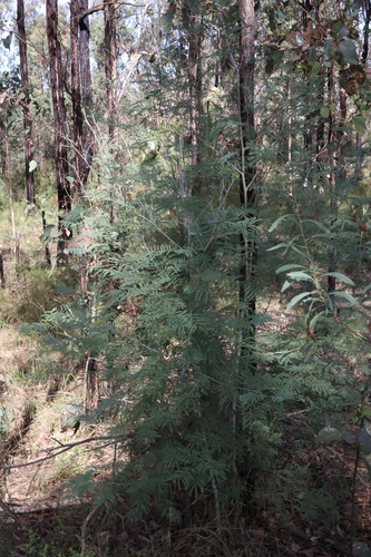 Image of Acacia parvipinnula by (c) Thomas Mesaglio, some rights reserved (CC BY)