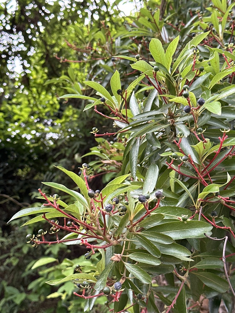 Machilus kwangtungensis (Machilus kwangtungensis)