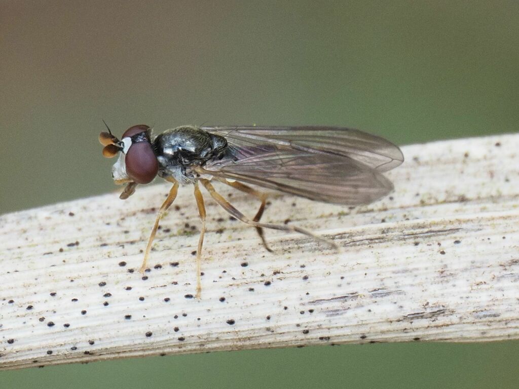 Pelecocera scaevoides