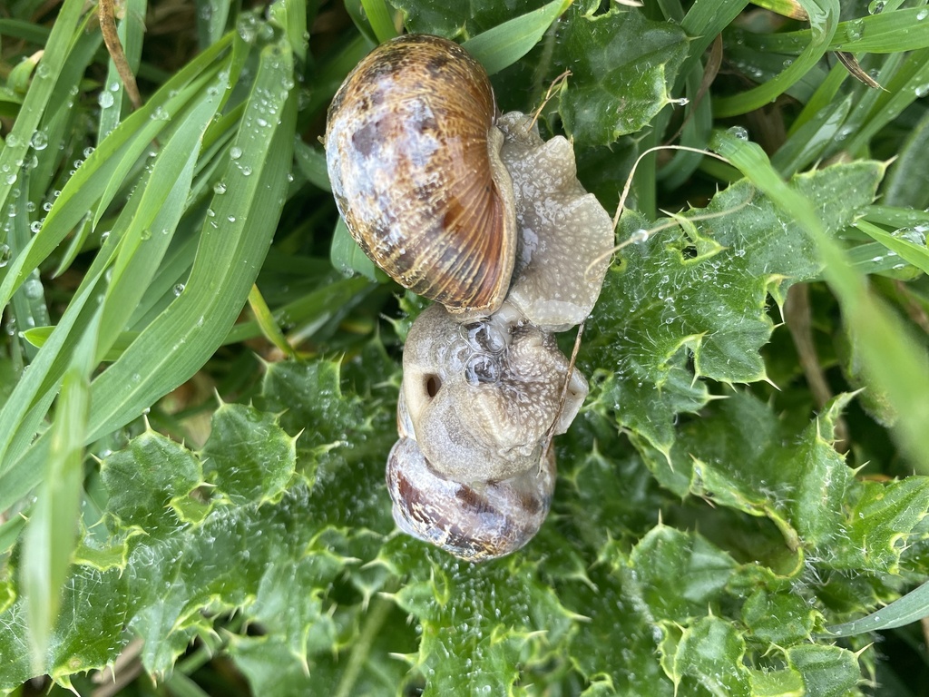 Garden Snail from South West Coast Path, Bude, England, GB on April 30 ...