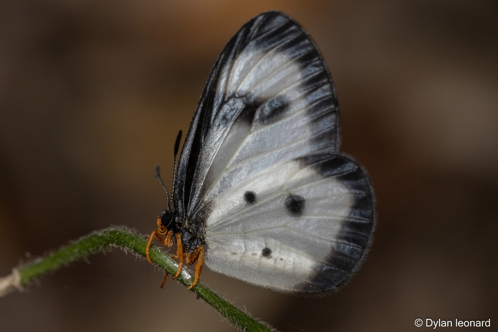 Large Glasswing