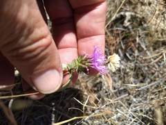 Monardella breweri lanceolata