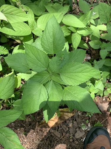Acalypha lanceolata observed 2023-04-30