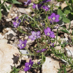 Legousia speculum-veneris