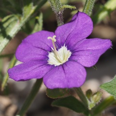 Legousia speculum-veneris