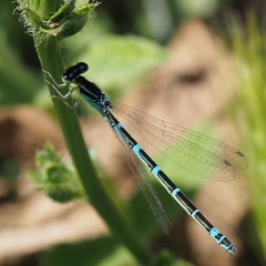 Coenagrion scitulum