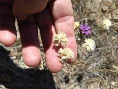 Monardella breweri lanceolata