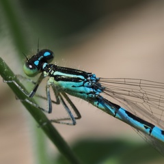 Coenagrion scitulum