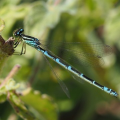 Coenagrion scitulum