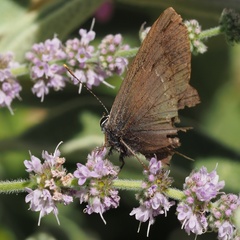 Satyrium