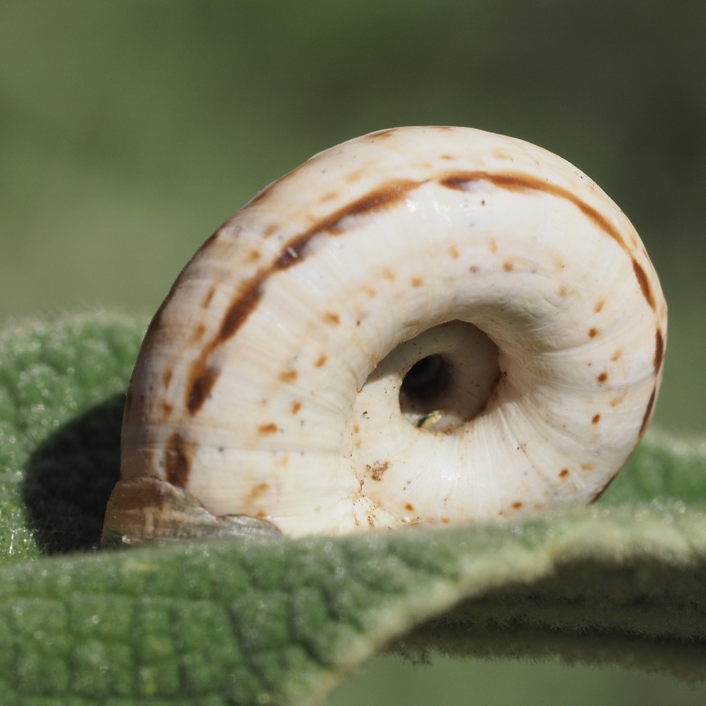 Xeromunda vulgarissima