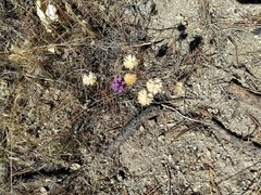 Monardella breweri lanceolata