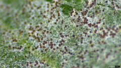 Erysiphe uncinuloides