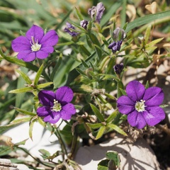 Legousia speculum-veneris