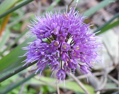Allium thunbergii