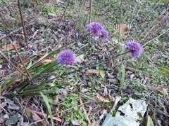 Allium thunbergii