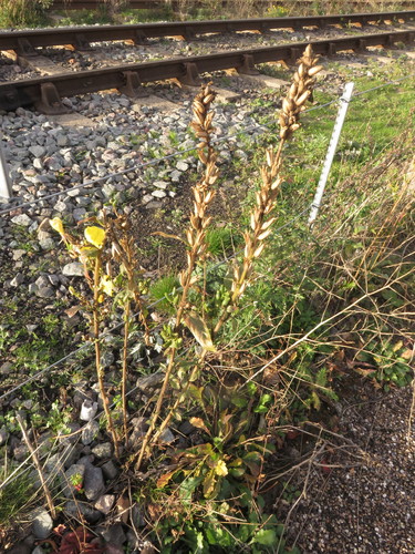 Image of Oenothera cambrica by (c) Simon Rolph, some rights reserved (CC BY)