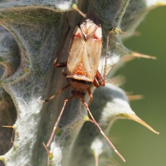 Adelphocoris vandalicus