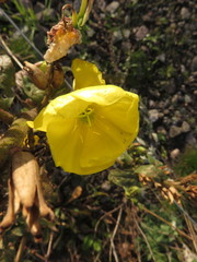 Oenothera cambrica