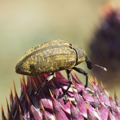 Larinus latus