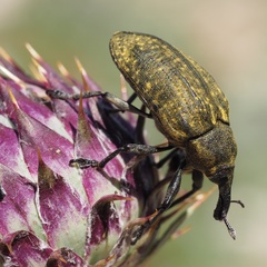 Larinus latus
