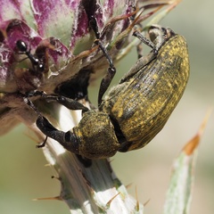 Larinus latus