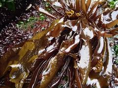 Mazzaella laminarioides