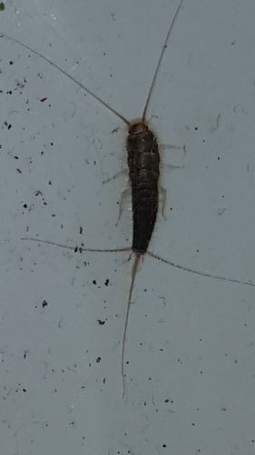 Long-tailed Silverfish, Netherlands, photo 8 of 10