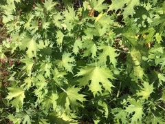 Cnidoscolus maculatus