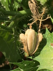 Cnidoscolus maculatus