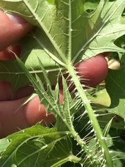 Cnidoscolus maculatus