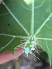 Cnidoscolus maculatus