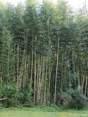 Phyllostachys bambusoides