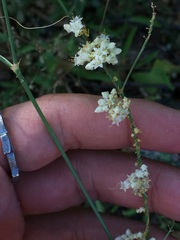 Cuscuta tuberculata